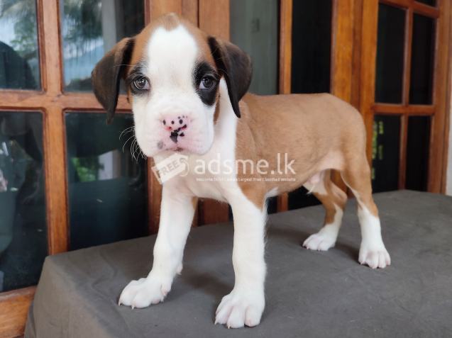 Boxer Puppies