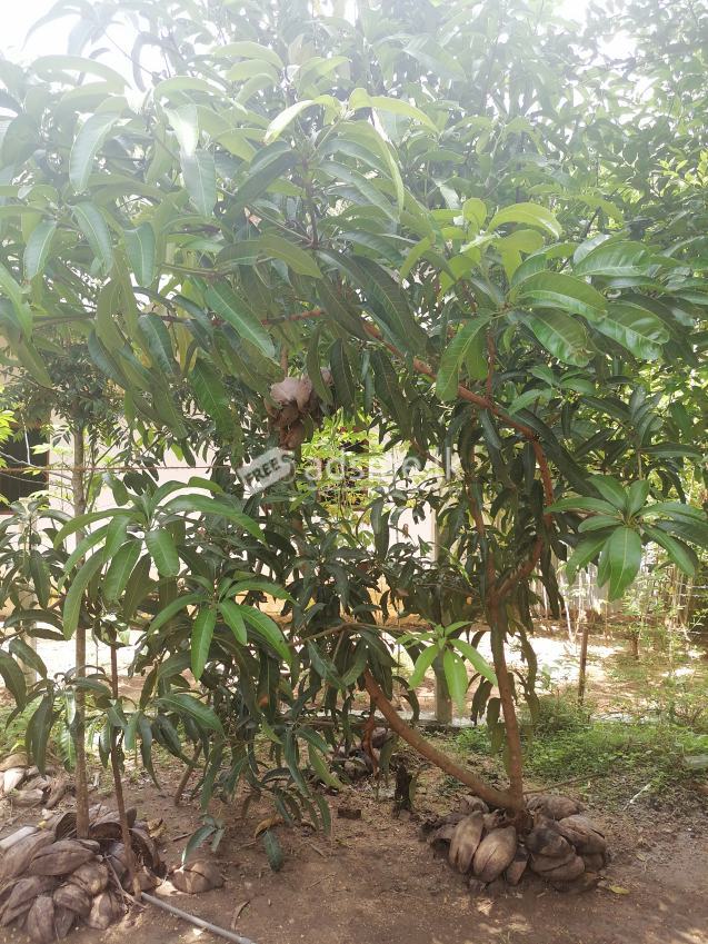 මොණරාගල නගරයට ඉතා නුදුරින් සින්නක්කර ඔප්පු සහිත ඉඩමක් ඉක්මණින් විකිණීමට ඇත