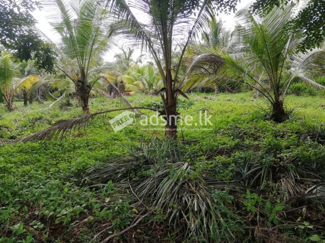 100 Perch Land For Sale