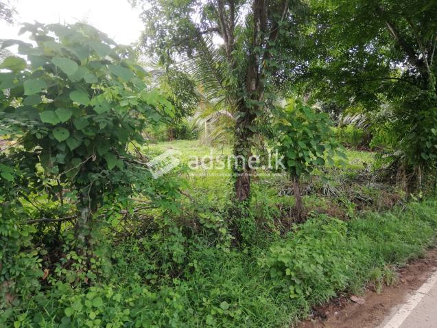 100 Perch Land For Sale