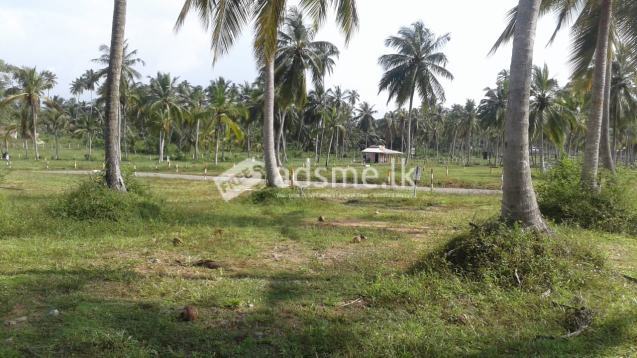 Land for Sale in Kurunegala Narammala