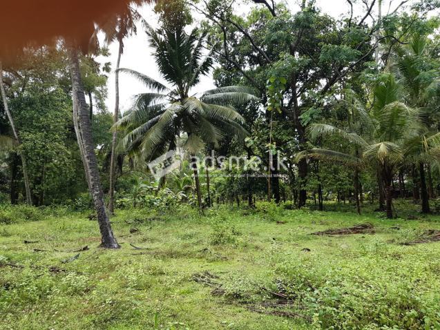 Wennappuwa - A valuable land with a coconut plantation and a house is for sale