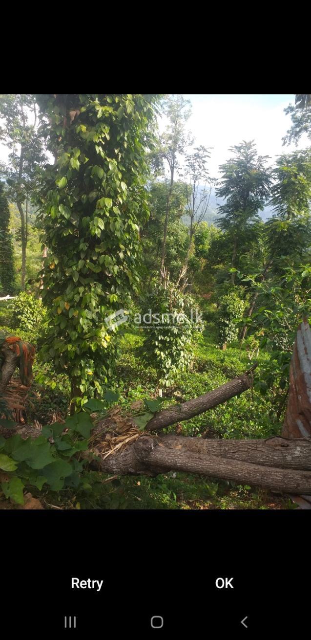House for sale with tea estate