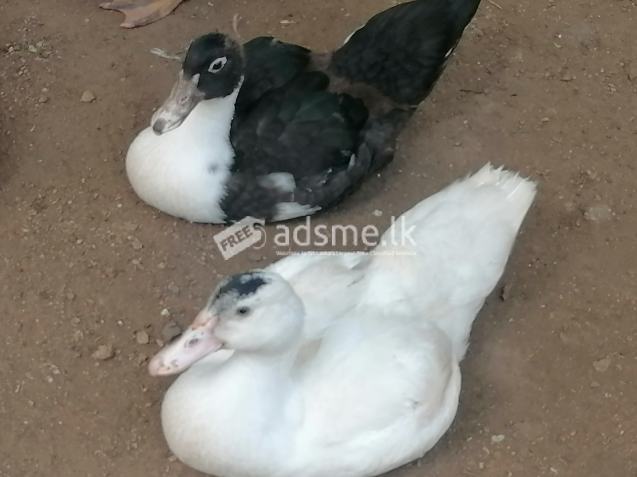 DUCK