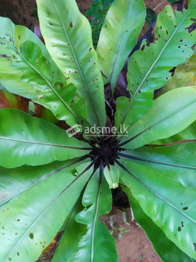 Bird's Nest Fern