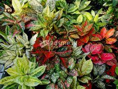 Aglonima plants