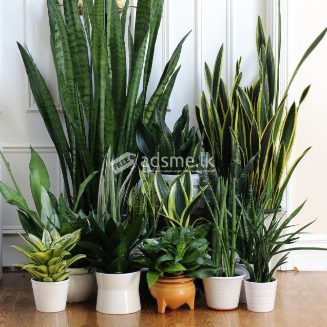 sansaveriya indoor plants