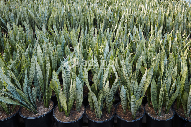 sansaveriya indoor plants