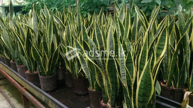 sansaveriya indoor plants
