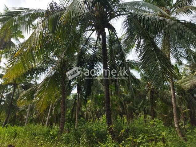 Land for Slae in Weerapokuna - Kiniyama