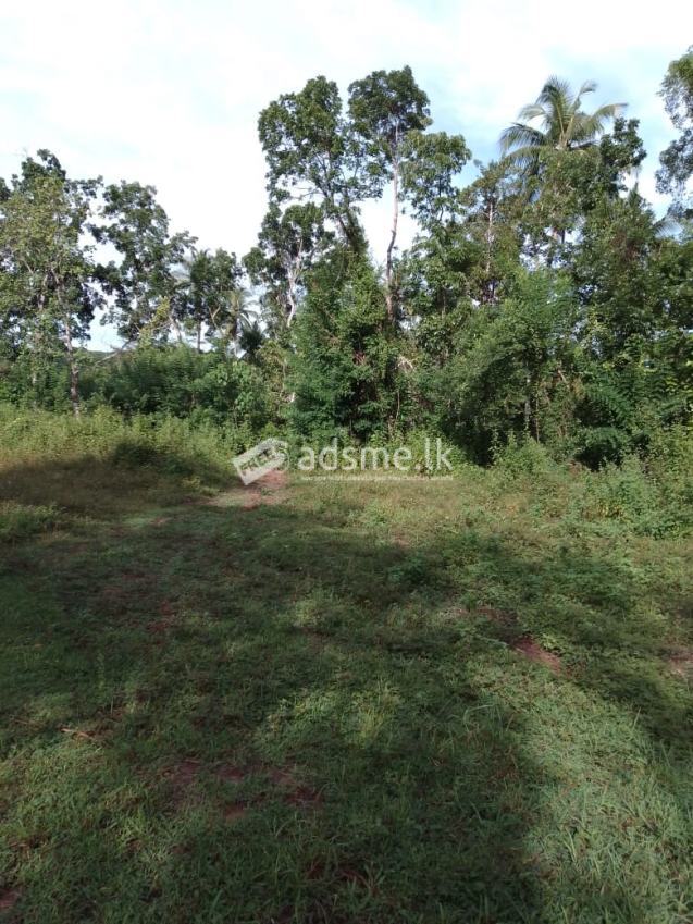 A plot of 20 perches is for sale in Wevegedara, Kurunegala.  Contact 0762561698 කුරුණෑගල වැවගෙදර ප්‍රදේශයෙන් පර්චස් 20ක ඉඩමක් විකිණීමට ඇත