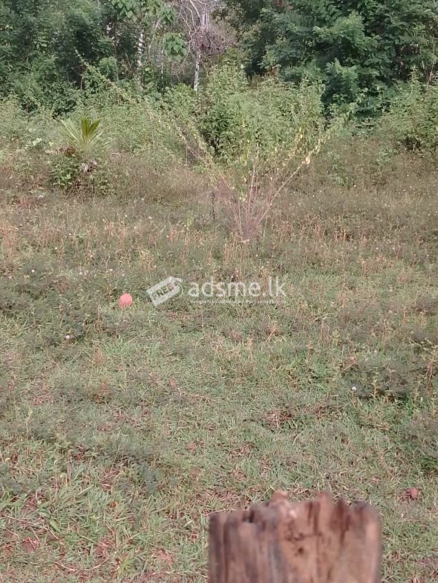 A plot of 20 perches is for sale in Wevegedara, Kurunegala.  Contact 0762561698 කුරුණෑගල වැවගෙදර ප්‍රදේශයෙන් පර්චස් 20ක ඉඩමක් විකිණීමට ඇත