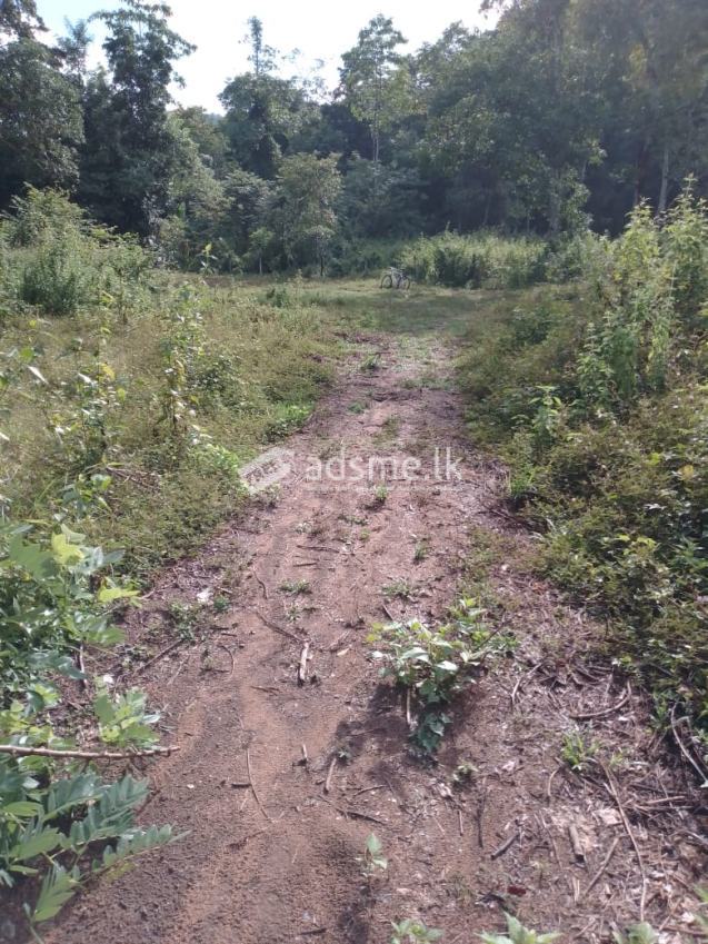 A plot of 20 perches is for sale in Wevegedara, Kurunegala.  Contact 0762561698 කුරුණෑගල වැවගෙදර ප්‍රදේශයෙන් පර්චස් 20ක ඉඩමක් විකිණීමට ඇත