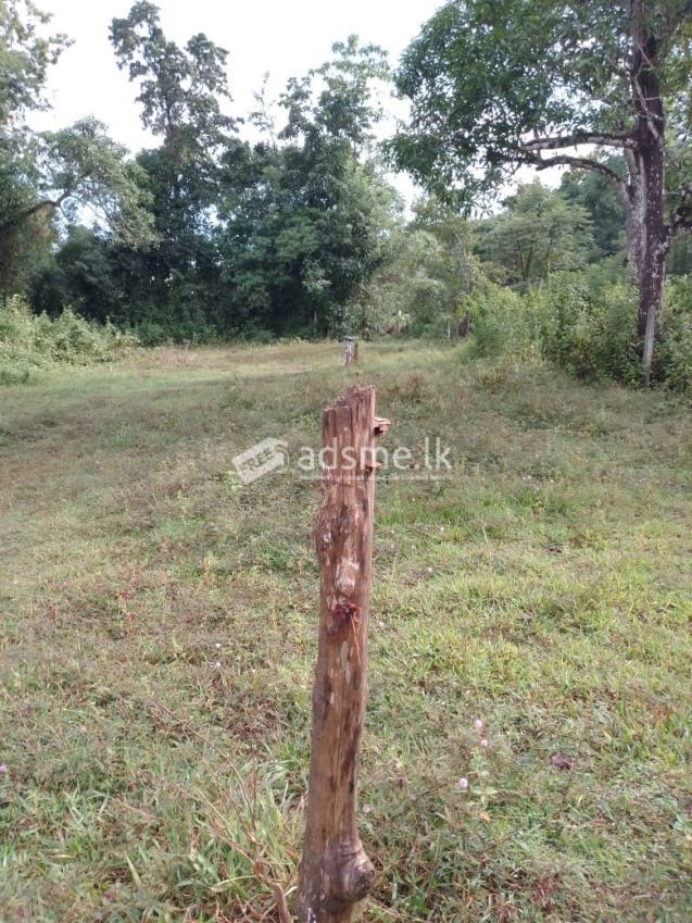 A plot of 20 perches is for sale in Wevegedara, Kurunegala.  Contact 0762561698 කුරුණෑගල වැවගෙදර ප්‍රදේශයෙන් පර්චස් 20ක ඉඩමක් විකිණීමට ඇත