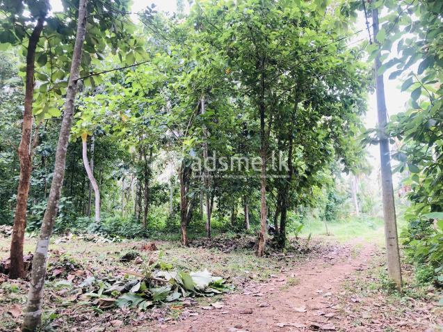 Land for sale with 60 amp electricity in Giriulla.