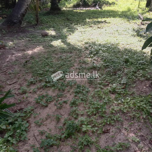 Land for sale ! | ඉඩමක් විකිණීමට ඇත !