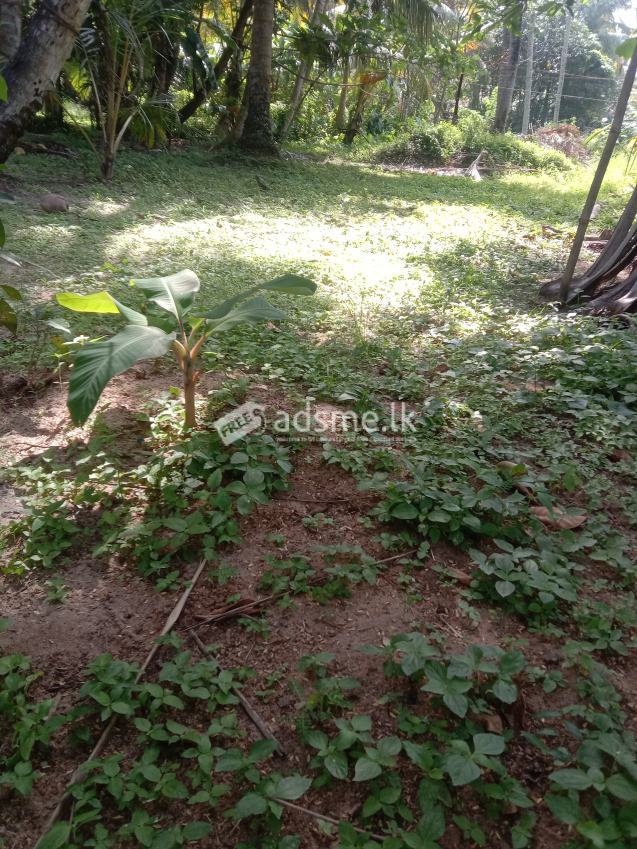 Land for sale ! | ඉඩමක් විකිණීමට ඇත !