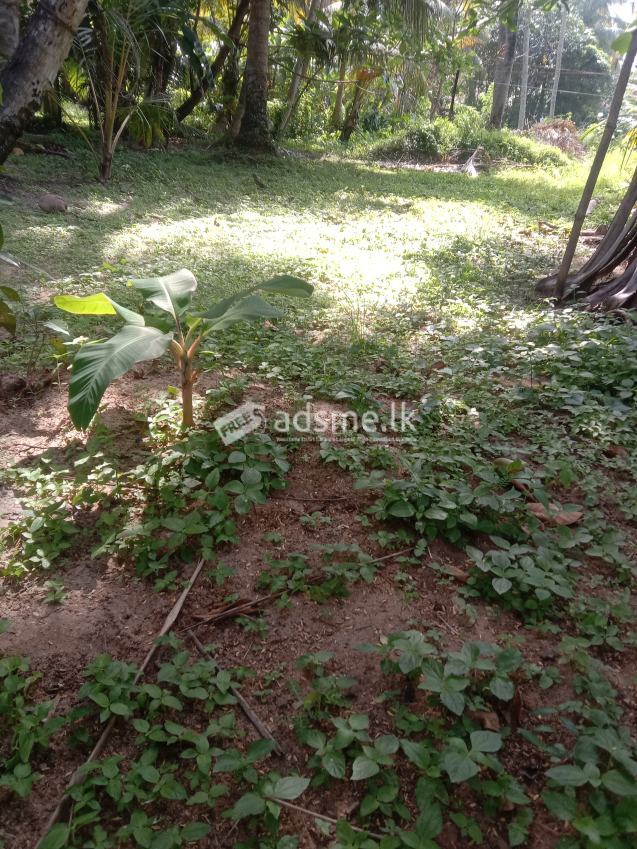 Land for sale ! | ඉඩමක් විකිණීමට ඇත !