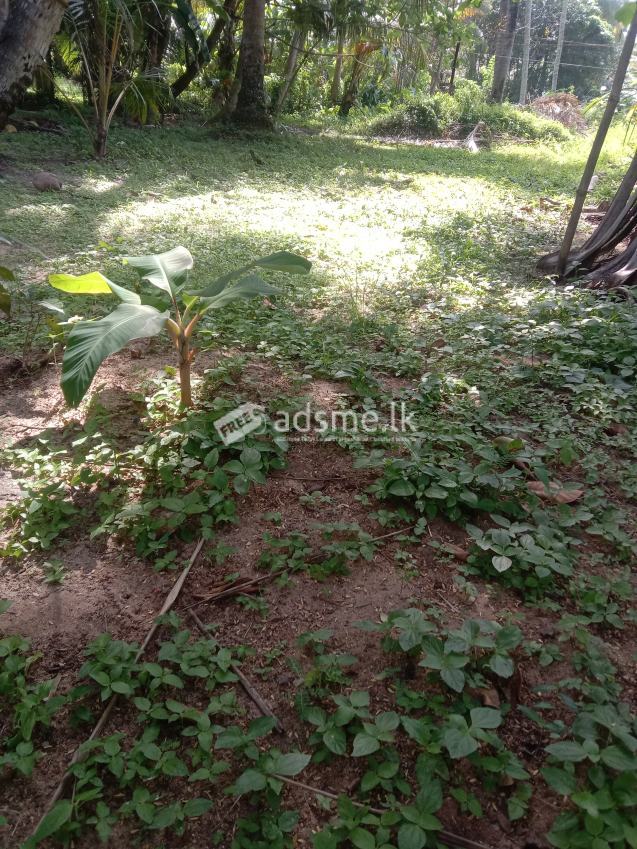 Land for sale ! | ඉඩමක් විකිණීමට ඇත !
