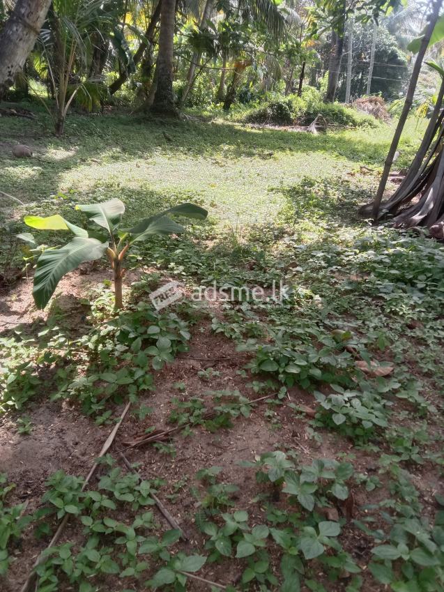 Land for sale ! | ඉඩමක් විකිණීමට ඇත !