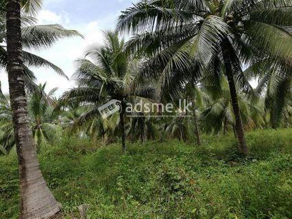පැල පොල් ඉඩමක් විකිනීමට ඇත.
