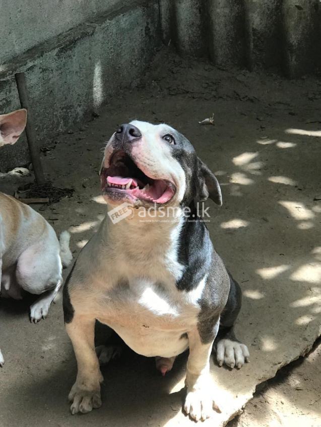 AMERICAN PIT BULL MALE FOR SALE