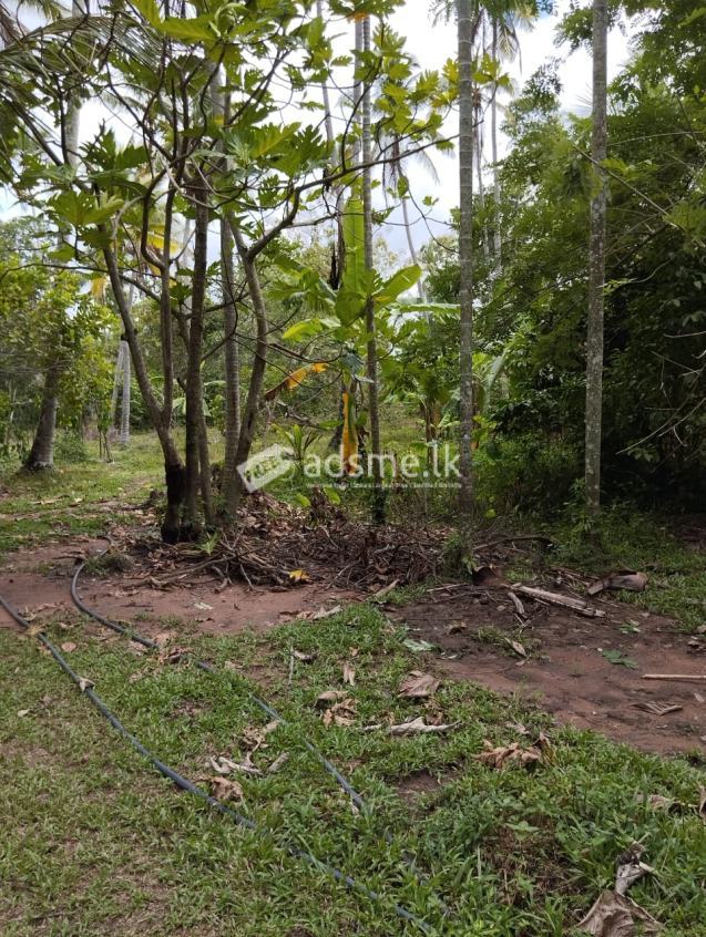 Land for Sale Pannala | Hunuwila