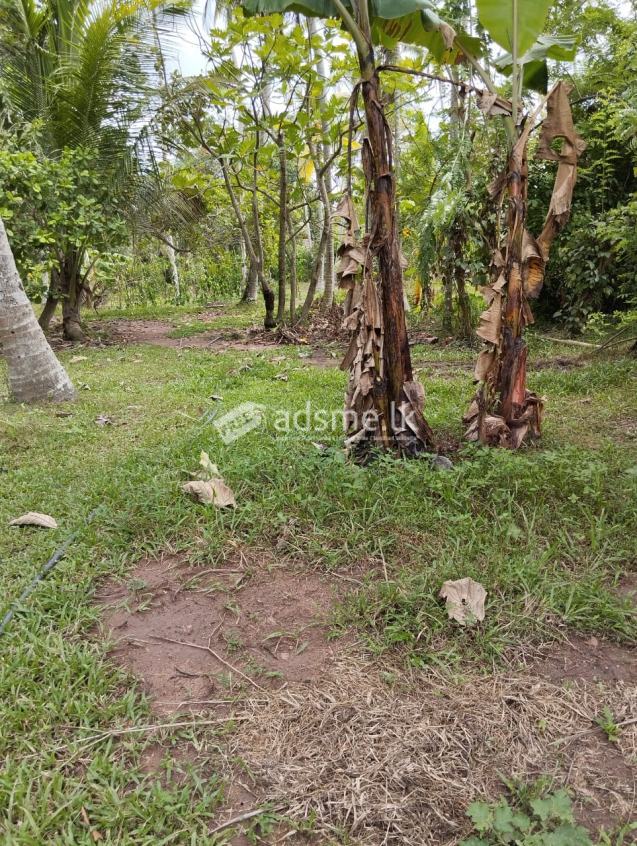 Land for Sale Pannala | Hunuwila