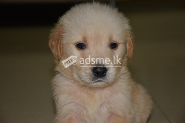 Golden Retriever