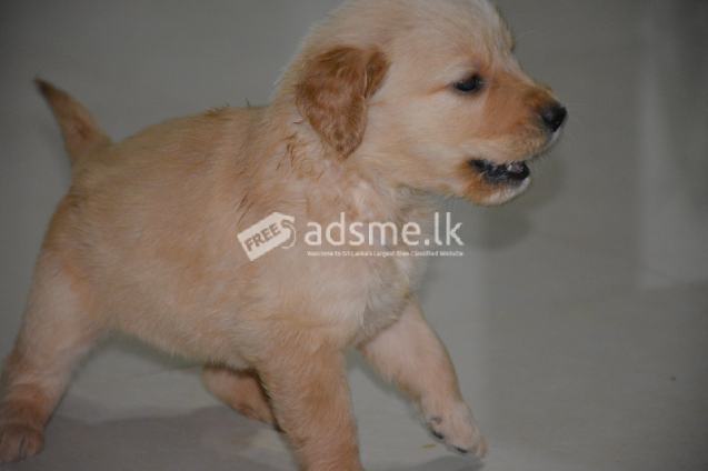 Golden Retriever