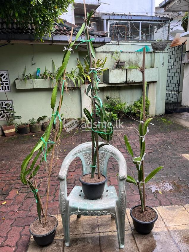 Dragon Fruit Plants : White Flesh