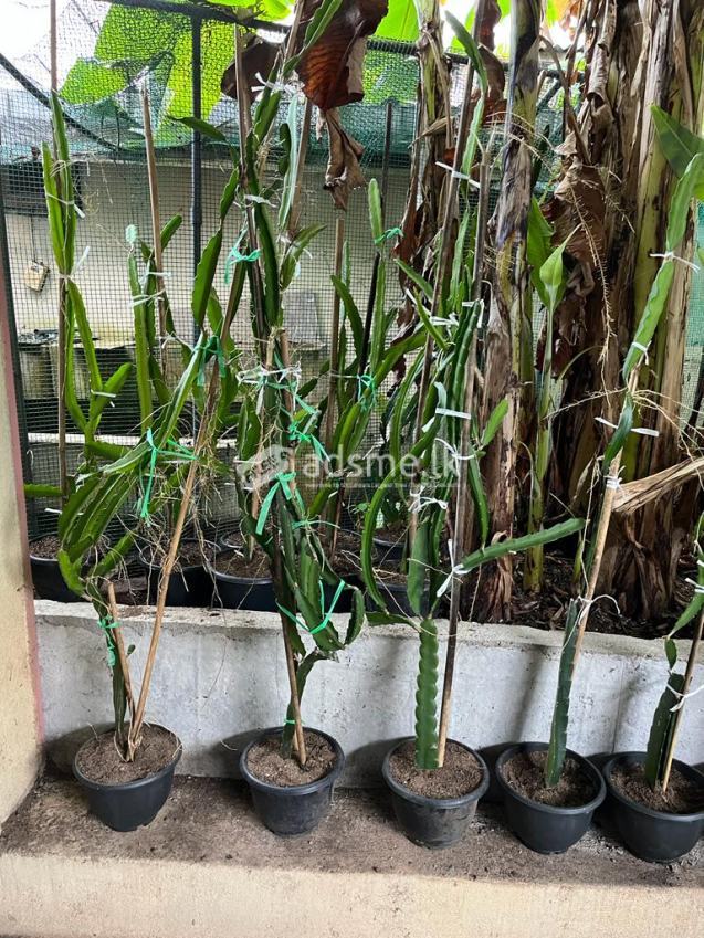 Dragon Fruit Plants : White Flesh