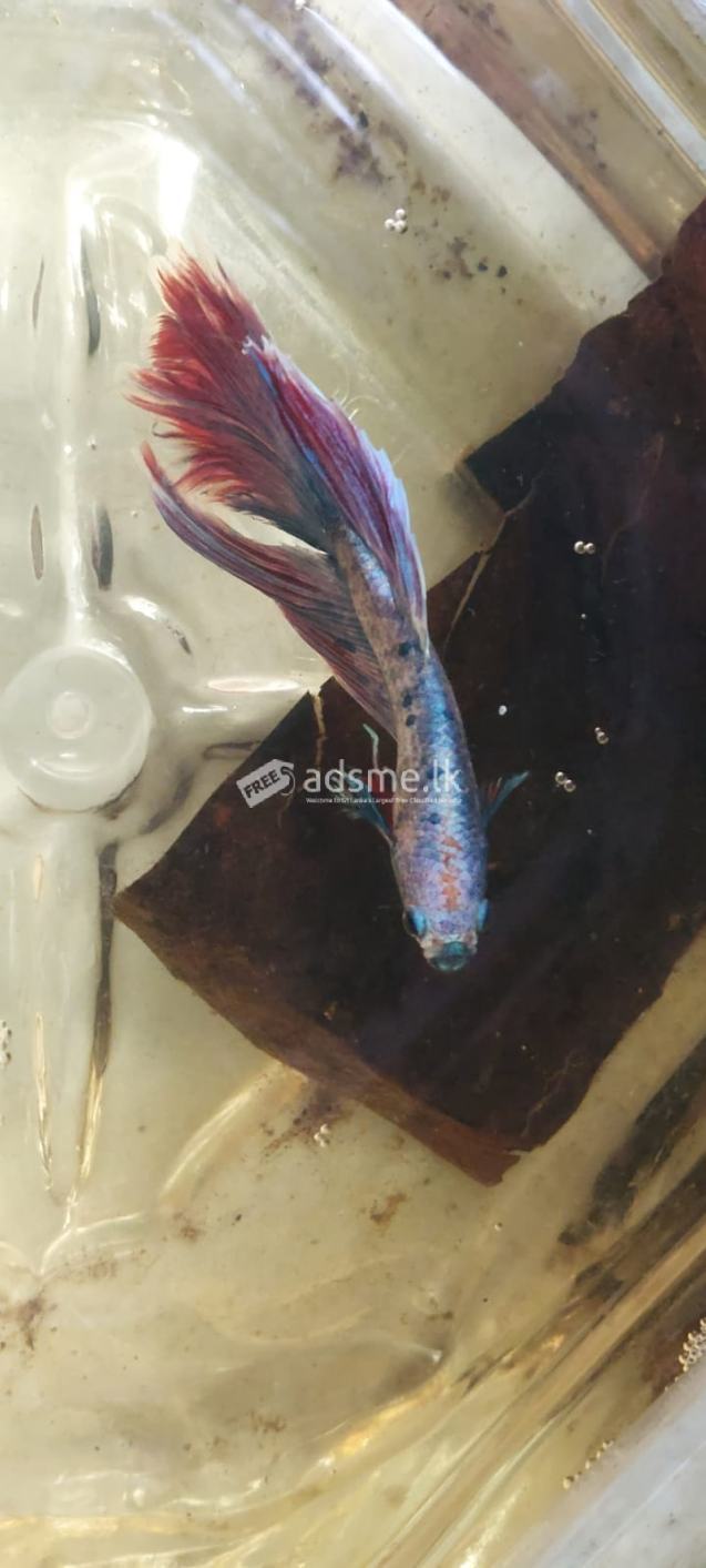 SIAMESE FIGHTER FISH