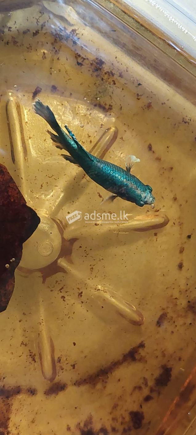 SIAMESE FIGHTER FISH