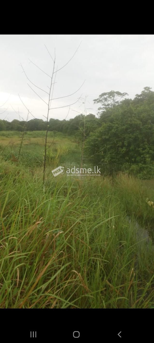 18 Acres land for sale immediately at Maho