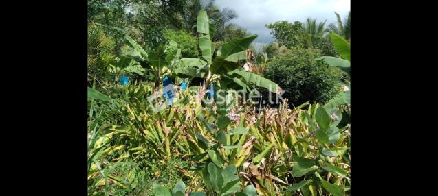 18 Acres land for sale immediately at Maho