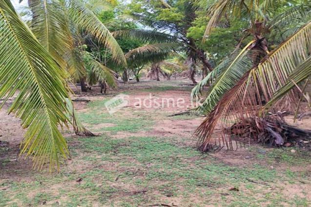 Fully Fenced 10 Acres of land for Immediate Sale at Batticaloa.