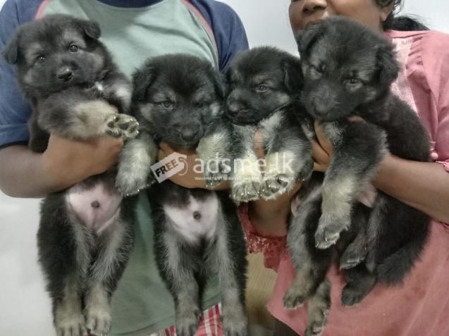 German Shepherd Puppies for sale