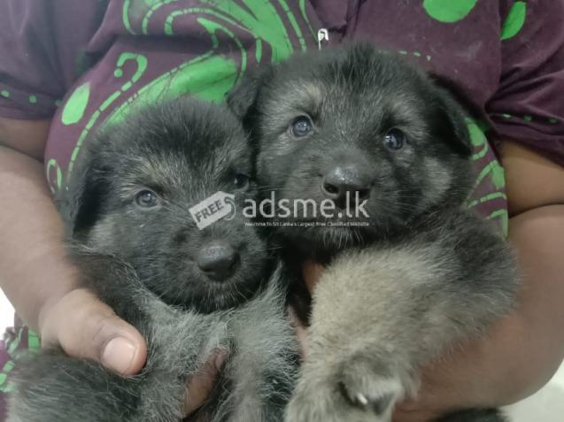German Shepherd Puppies for sale