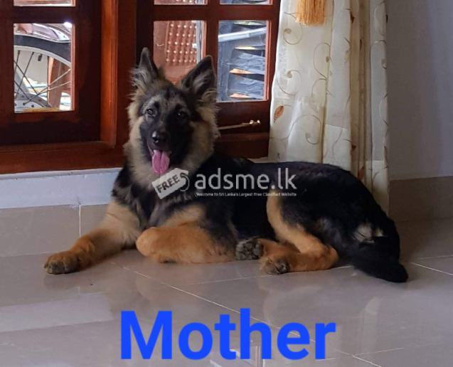 German Shepherd Puppies for sale