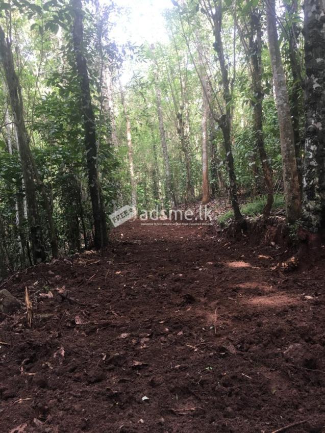 4 Acres Land for Sale in Thalathuoya, Kandy.