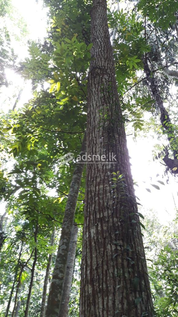 4 Acres Land for Sale in Thalathuoya, Kandy.