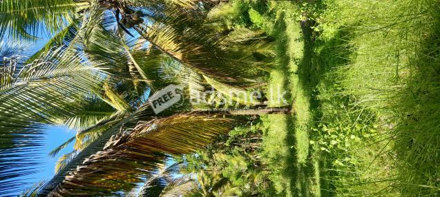 Coconut land for sale in Dampitiya Uhumeeya road