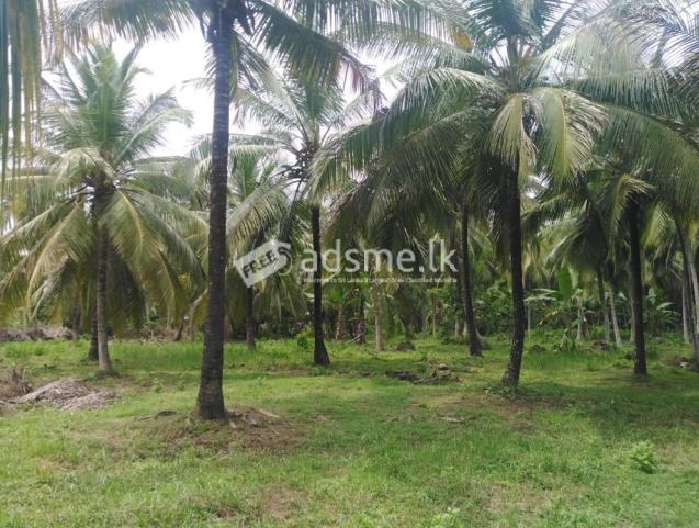 Coconut land for sale in Dampitiya Uhumeeya road