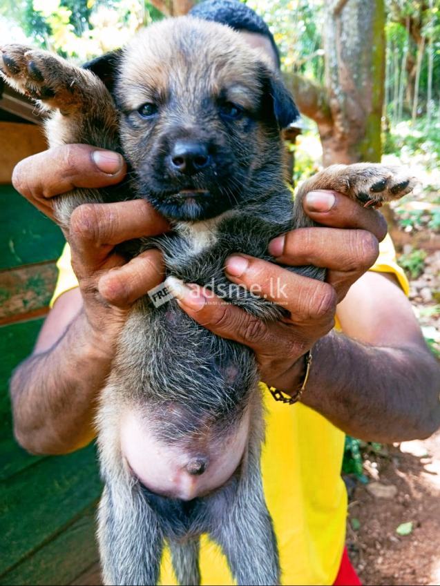 German Sheped Puppies