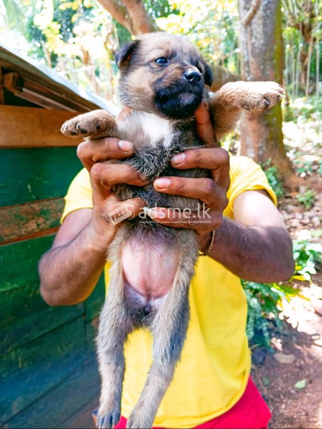 German Sheped Puppies