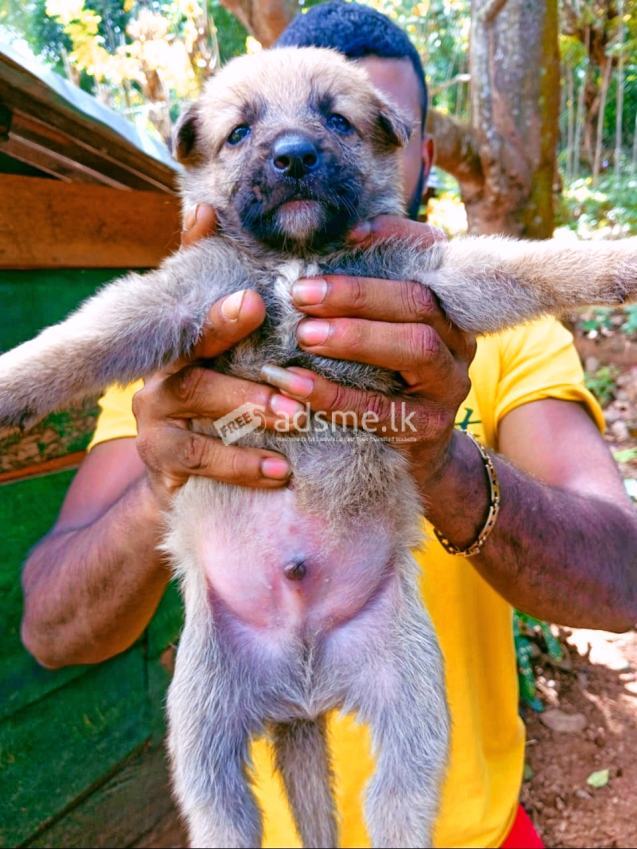 German Sheped Puppies