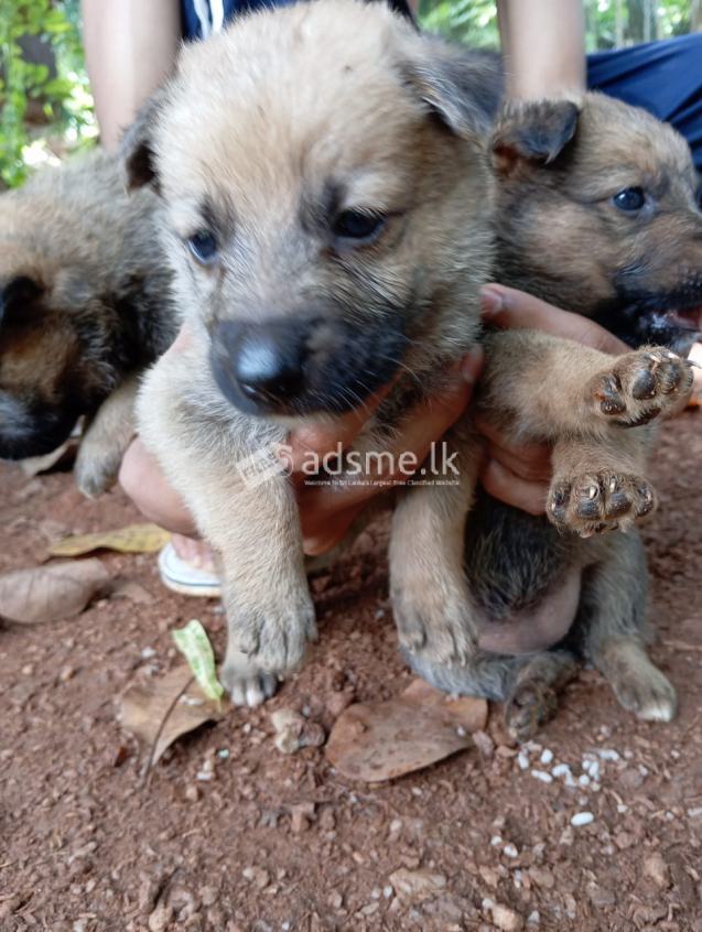 German Sheped Puppies
