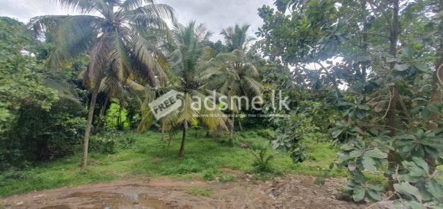 Beautiful Coconut Land with House for Sale in kurungala