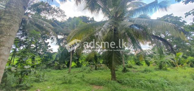 Beautiful Coconut Land with House for Sale in kurungala